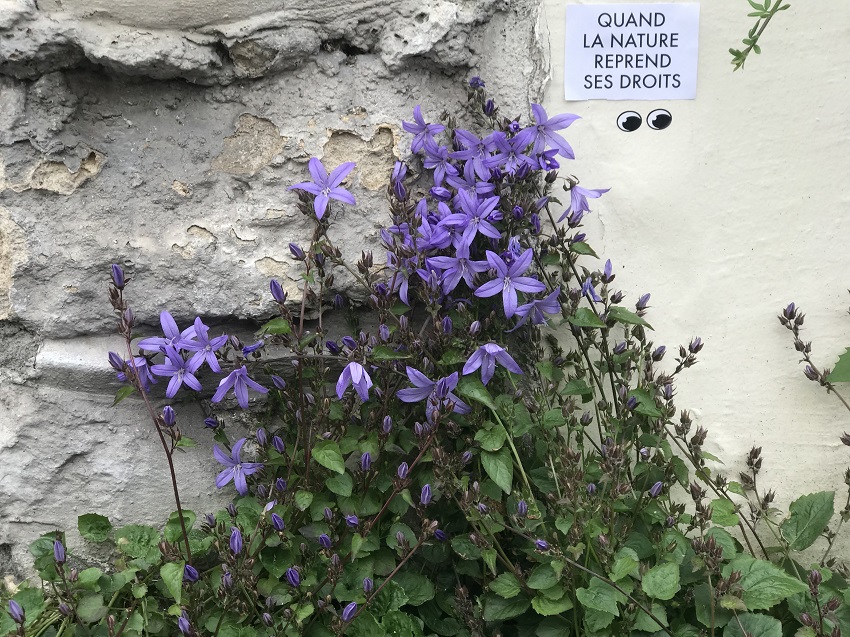 Panneau « Quand la nature reprend ses droits » collé sur un mur à côté de fleurs violettes dans le cadre du chantier partagé « Déviations volontaires » de la Société du Grand Paris